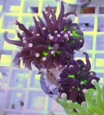 画像2: No.17 フラワーコーラル　ブラックジョーカー (2)