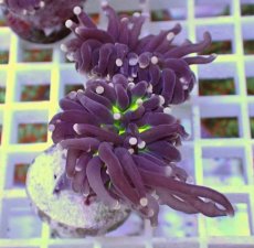 画像1: No.18 フラワーコーラル　ブラックジョーカー (1)