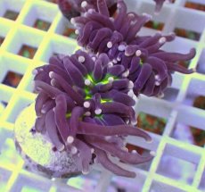 画像2: No.18 フラワーコーラル　ブラックジョーカー (2)