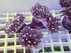 画像1: No.19 フラワーコーラル　ブラックジョーカー (1)