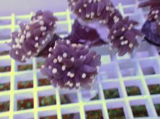 画像2: No.19 フラワーコーラル　ブラックジョーカー (2)