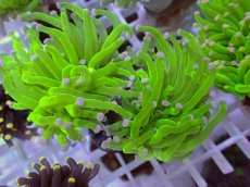 画像1: No.20 フラワーコーラル　コットンキャンディー (1)