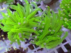 画像2: No.20 フラワーコーラル　コットンキャンディー (2)