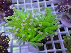 画像1: No.21 フラワーコーラル　コットンキャンディー (1)