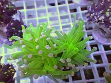 画像2: No.21 フラワーコーラル　コットンキャンディー (2)