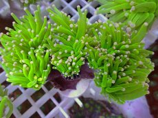 画像1: No.22 フラワーコーラル　コットンキャンディー (1)