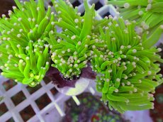 画像2: No.22 フラワーコーラル　コットンキャンディー (2)