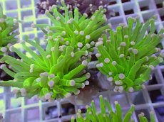 画像1: No.23 フラワーコーラル　コットンキャンディー (1)