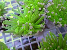 画像2: No.23 フラワーコーラル　コットンキャンディー (2)