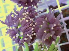 画像1: No.24 フラワーコーラル　ブラックジョーカー (1)