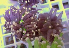 画像2: No.24 フラワーコーラル　ブラックジョーカー (2)