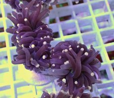 画像1: No.25 フラワーコーラル　ブラックジョーカー (1)