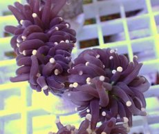 画像2: No.25 フラワーコーラル　ブラックジョーカー (2)