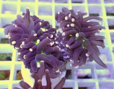 画像1: No.26 フラワーコーラル　ブラックジョーカー (1)