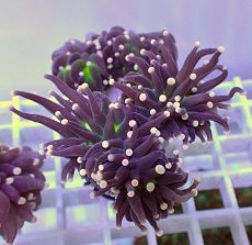 画像1: No.27 フラワーコーラル　ブラックジョーカー (1)