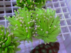 画像1: No.28 フラワーコーラル　コットンキャンディー (1)