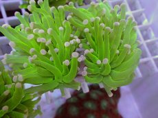 画像2: No.28 フラワーコーラル　コットンキャンディー (2)