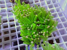 画像1: No.29 フラワーコーラル　コットンキャンディー (1)