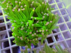 画像2: No.29 フラワーコーラル　コットンキャンディー (2)