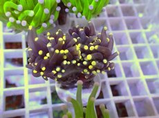 画像1: No.30 フラワーコーラル　ブラックジョーカー イエローチップ　　【珍しい、レアな個体♪】 (1)