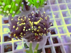 画像2: No.30 フラワーコーラル　ブラックジョーカー イエローチップ　　【珍しい、レアな個体♪】 (2)