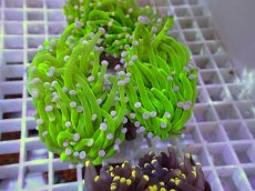 画像1: No.31 フラワーコーラル　コットンキャンディー (1)