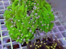 画像2: No.31 フラワーコーラル　コットンキャンディー (2)