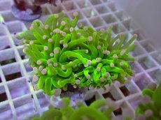 画像1: No.32 フラワーコーラル　コットンキャンディー (1)