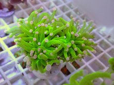 画像2: No.32 フラワーコーラル　コットンキャンディー (2)