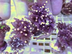 画像1: No.33 フラワーコーラル　ブラックジョーカー (1)