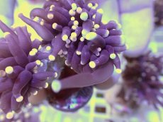 画像2: No.33 フラワーコーラル　ブラックジョーカー (2)