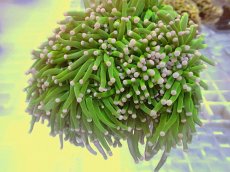 画像1: No.34 フラワーコーラル　コットンキャンディー (1)