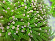 画像2: No.34 フラワーコーラル　コットンキャンディー (2)