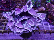 画像1: No.1 ヨコミゾスリバチサンゴ　　【入荷個数が少ないです！】 (1)