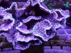 画像2: No.1 ヨコミゾスリバチサンゴ　　【入荷個数が少ないです！】 (2)