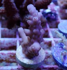 画像1: No.132 オーストラリア産 ロリペス (1)