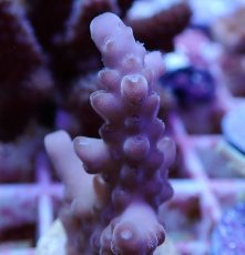 画像2: No.132 オーストラリア産 ロリペス (2)