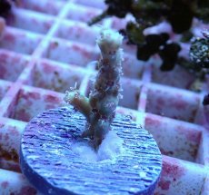 画像1: No.133 深場ミドリイシ (1)