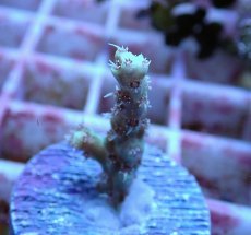 画像2: No.133 深場ミドリイシ (2)