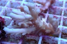 画像1: No.134 ロリペス (1)