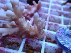 画像2: No.134 ロリペス (2)