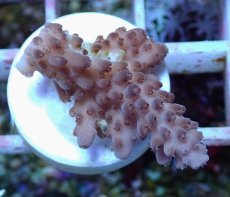 画像1: No.135 オーストラリア産 オヤユビミドリイシ (1)