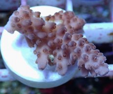 画像2: No.135 オーストラリア産 オヤユビミドリイシ (2)