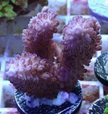 画像1: No.136 オーストラリア産 オヤユビミドリイシ (1)