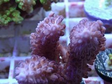 画像2: No.136 オーストラリア産 オヤユビミドリイシ (2)