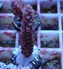 画像1: No.137 オーストラリア産 浅場ミドリイシ (1)