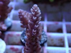 画像2: No.137 オーストラリア産 浅場ミドリイシ (2)