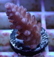 画像1: No.138 オーストラリア産  オヤユビミドリイシ (1)