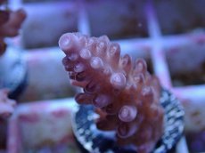 画像2: No.138 オーストラリア産  オヤユビミドリイシ (2)