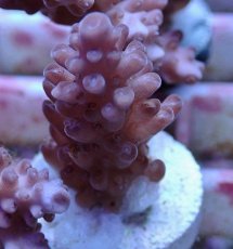 画像1: No.139 オーストラリア産  オヤユビミドリイシ (1)